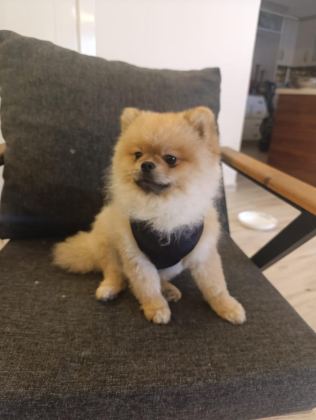 2 YAŞINDAKİ POMERANİAN BOO OĞLUMUZU VERİYORUZ