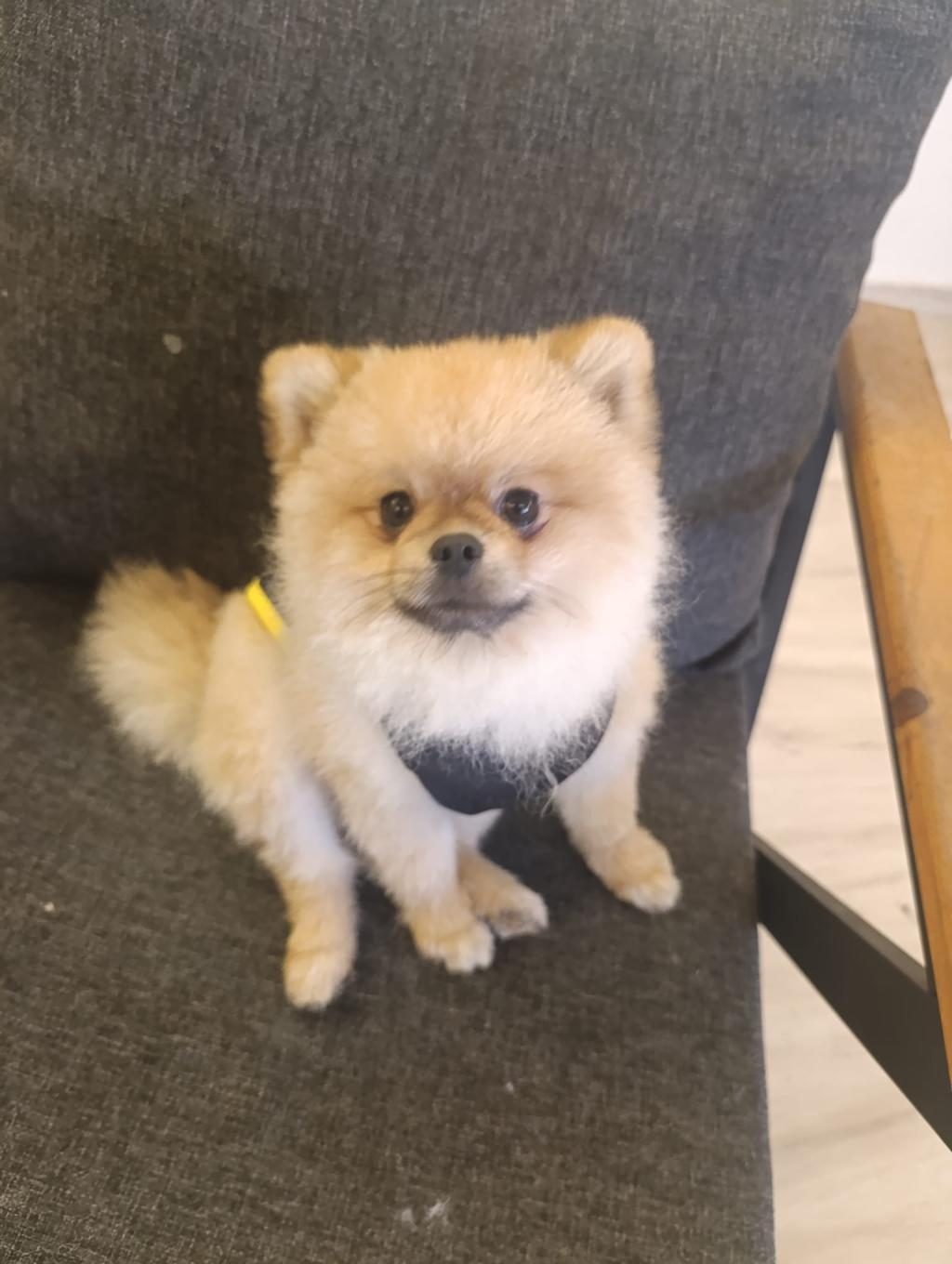 2 YAŞINDAKİ POMERANİAN BOO OĞLUMUZU VERİYORUZ