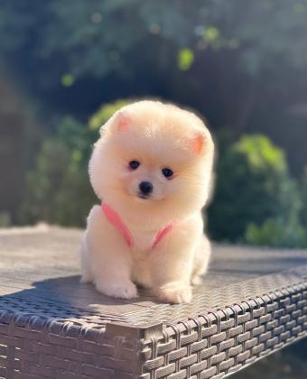 ÜST KALİTE POMERANİAN BOO