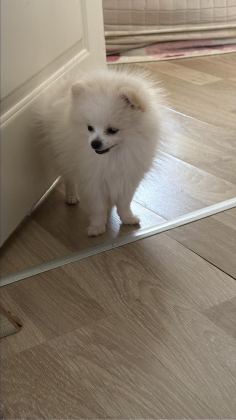 POMERANİAN DİŞİ BEYAZ