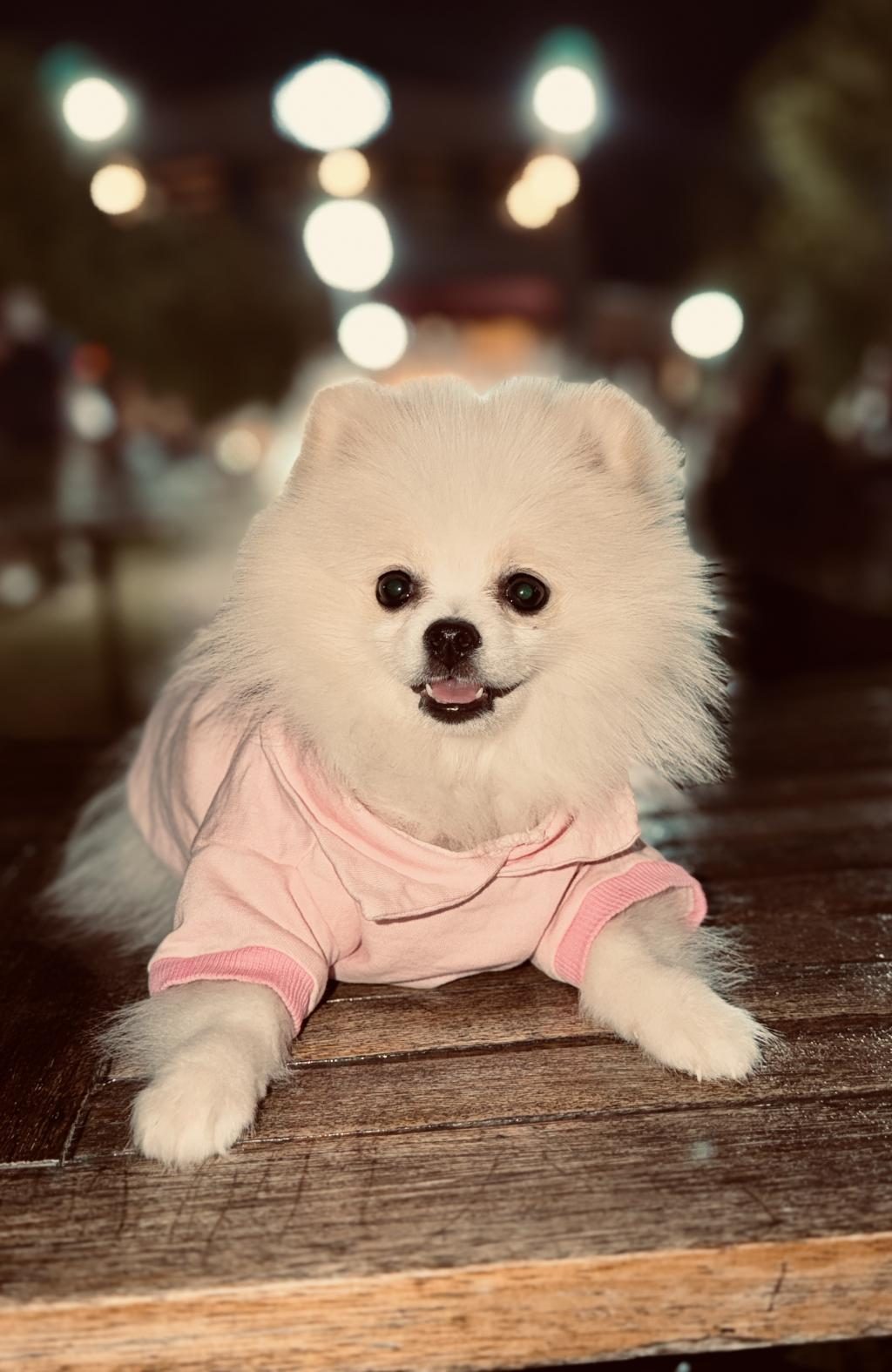 POMERANİAN DİŞİ BEYAZ