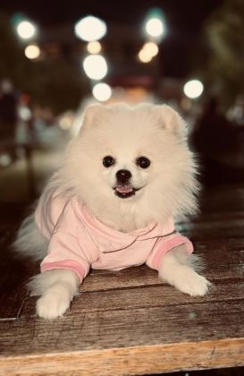 POMERANİAN DİŞİ BEYAZ