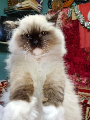 RAGDOLL SEAL MİTTED ERKEK YAVRUM AİLESİNİ ARIYOR