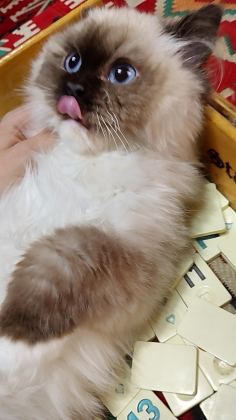 RAGDOLL SEAL MİTTED ERKEK YAVRUM AİLESİNİ ARIYOR
