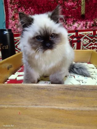Ragdoll Seal Mitted Erkek Yavrum Ailesini Arıyor