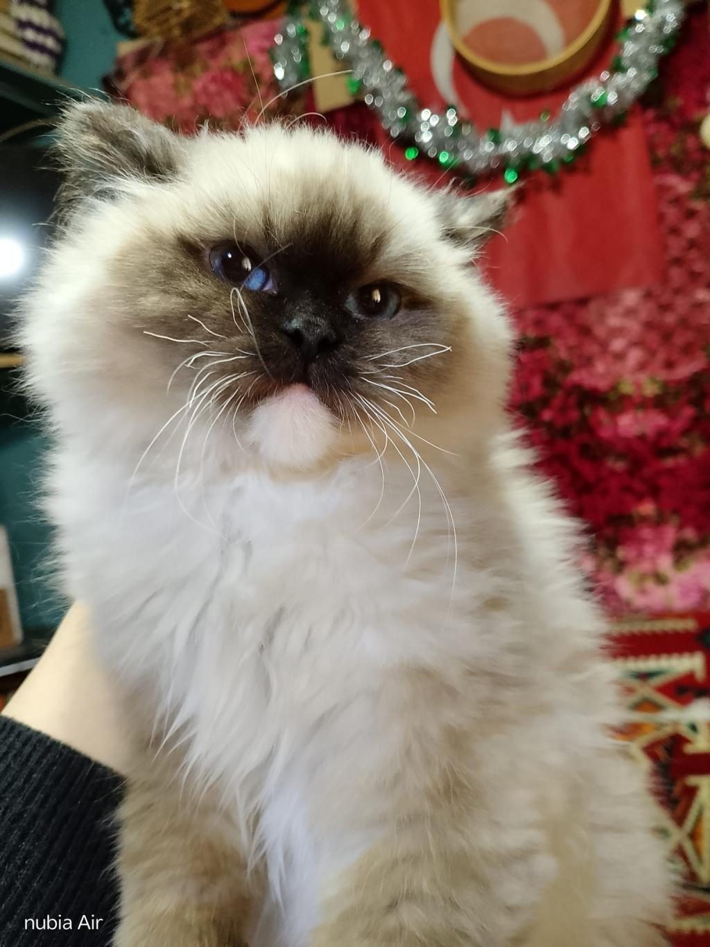 RAGDOLL SEAL MİTTED ERKEK YAVRUM AİLESİNİ ARIYOR