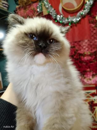 RAGDOLL SEAL MİTTED ERKEK YAVRUM AİLESİNİ ARIYOR