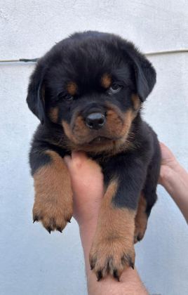ROTTWEİLER YAVRU KÖPEKLER