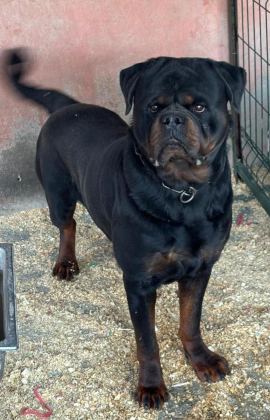 ROTTWEİLER YAVRU KÖPEKLER