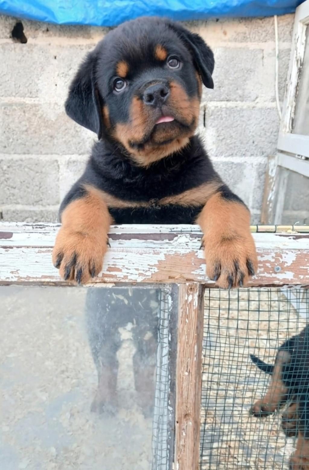 ROTTWEİLER YAVRU KÖPEKLER
