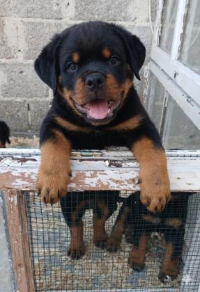 ROTTWEİLER YAVRU KÖPEKLER