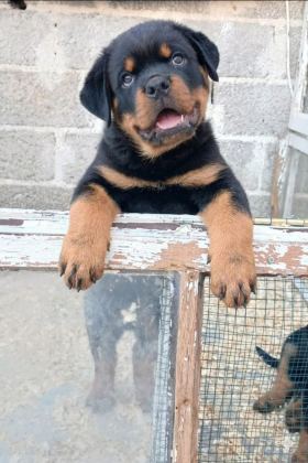 ROTTWEİLER YAVRU KÖPEKLER