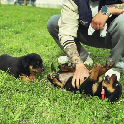 BABA TÜRKİYE ŞAMPİYONU ANNE BABA SRCLI SAFKAN KÖPEKLER