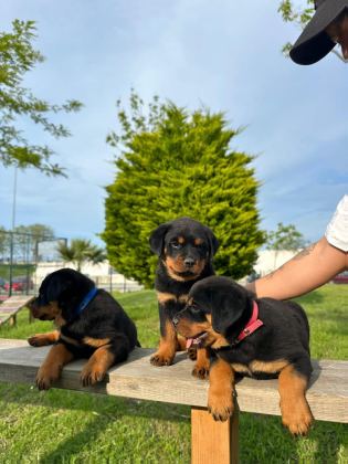 BABA TÜRKİYE ŞAMPİYONU ANNE BABA SRCLI SAFKAN KÖPEKLER