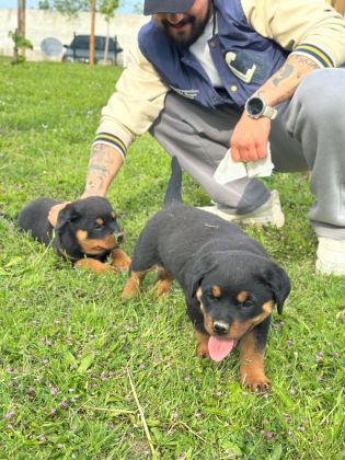 BABA TÜRKİYE ŞAMPİYONU ANNE BABA SRCLI SAFKAN KÖPEKLER