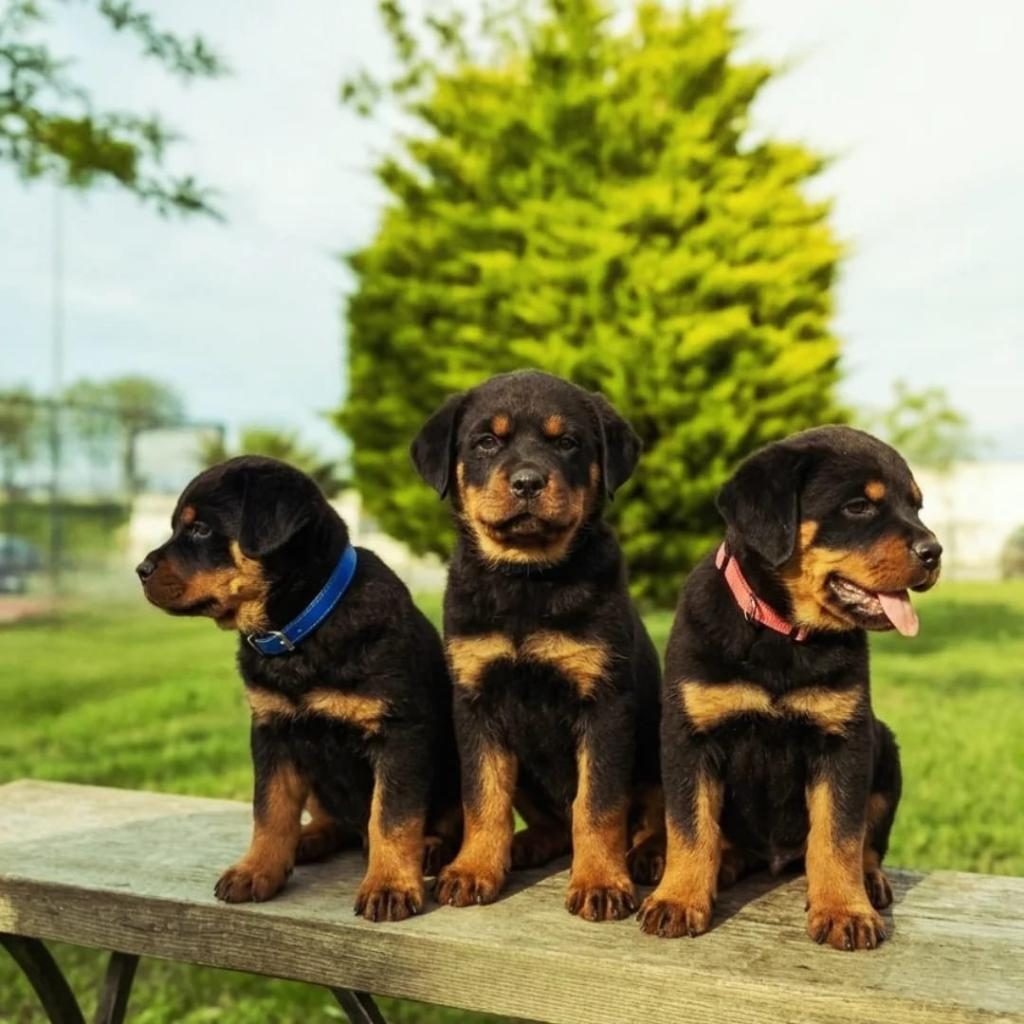 BABA TÜRKİYE ŞAMPİYONU ANNE BABA SRCLI SAFKAN KÖPEKLER