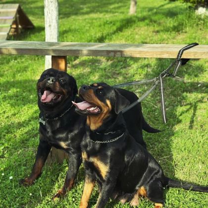 BABA TÜRKİYE ŞAMPİYONU ANNE BABA SRCLI SAFKAN KÖPEKLER
