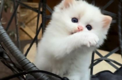 ŞAMPİYON SOYUNDAN GELEN SAFKAN RAGDOLL YAVRULARI