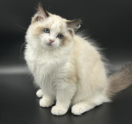 SAFKAN RAGDOLL YAVRULARI SOYU ŞAMPİYONLARA DAYANIYOR