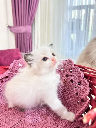 ŞAMPİYON GENETİKLİ SAFKAN RAGDOLL YAVRULARI