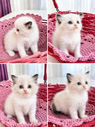 FULL ŞECERELİ RAGDOLL YAVRULARI
