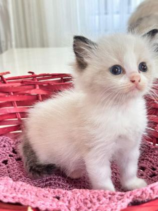 ŞAMPİYON GENETİKLİ SAFKAN RAGDOLL YAVRULARI