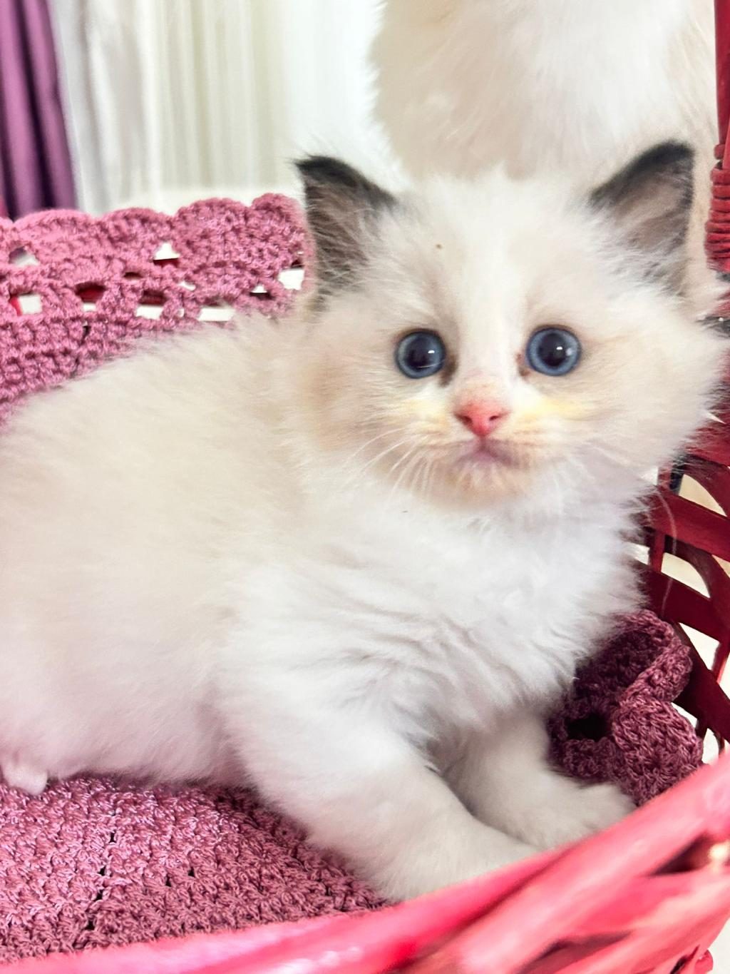 ŞAMPİYON GENETİKLİ SAFKAN RAGDOLL YAVRULARI