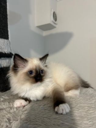 SAFKAN RAGDOLL YAVRULARI SOYU ŞAMPİYONLARA DAYANIYOR