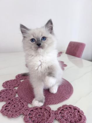 SAFKAN RAGDOLL YAVRULARI SOYU ŞAMPİYONLARA DAYANIYOR