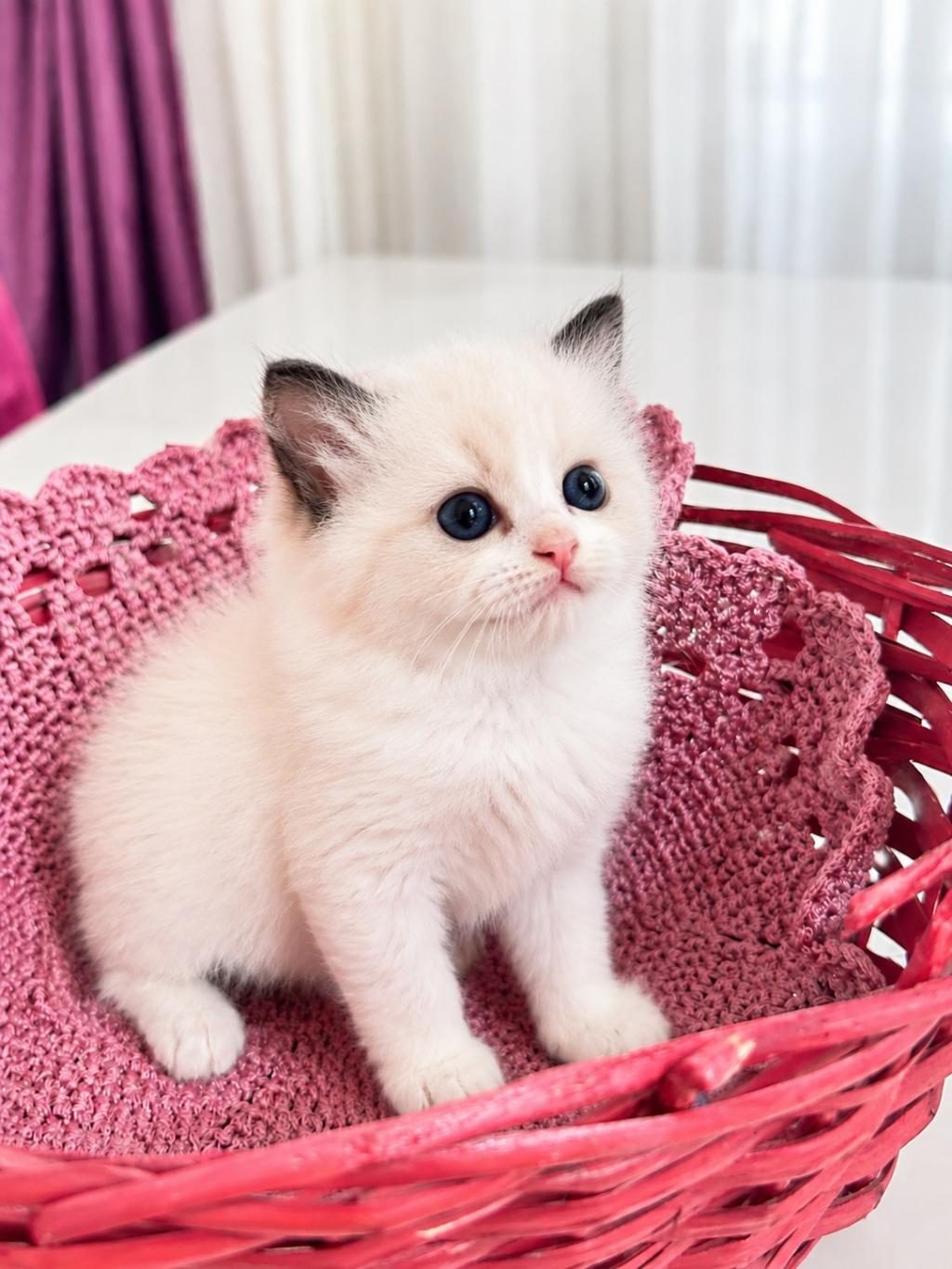 FULL ŞECERELİ RAGDOLL YAVRULARI