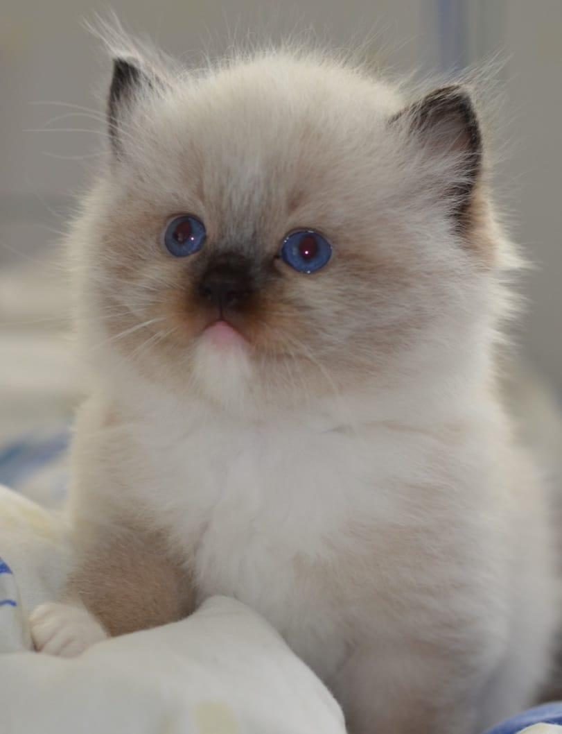 FULL ŞECERELİ RAGDOLL YAVRULARI