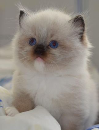 FULL ŞECERELİ RAGDOLL YAVRULARI