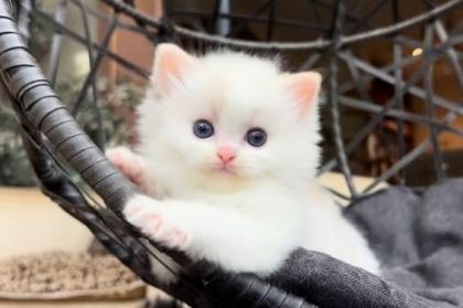 ŞAMPİYON SOYUNDAN GELEN SAFKAN RAGDOLL YAVRULARI