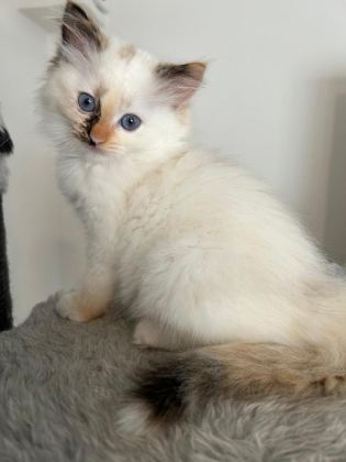 SAFKAN RAGDOLL YAVRULARI SOYU ŞAMPİYONLARA DAYANIYOR