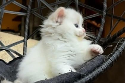 ŞAMPİYON SOYUNDAN GELEN SAFKAN RAGDOLL YAVRULARI