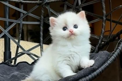 ŞAMPİYON SOYUNDAN GELEN SAFKAN RAGDOLL YAVRULARI