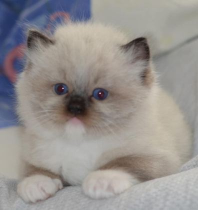 FULL ŞECERELİ RAGDOLL YAVRULARI