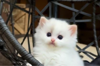 ŞAMPİYON ANNE VE BABANIN SAFKAN RAGDOLL BEBEKLERİ