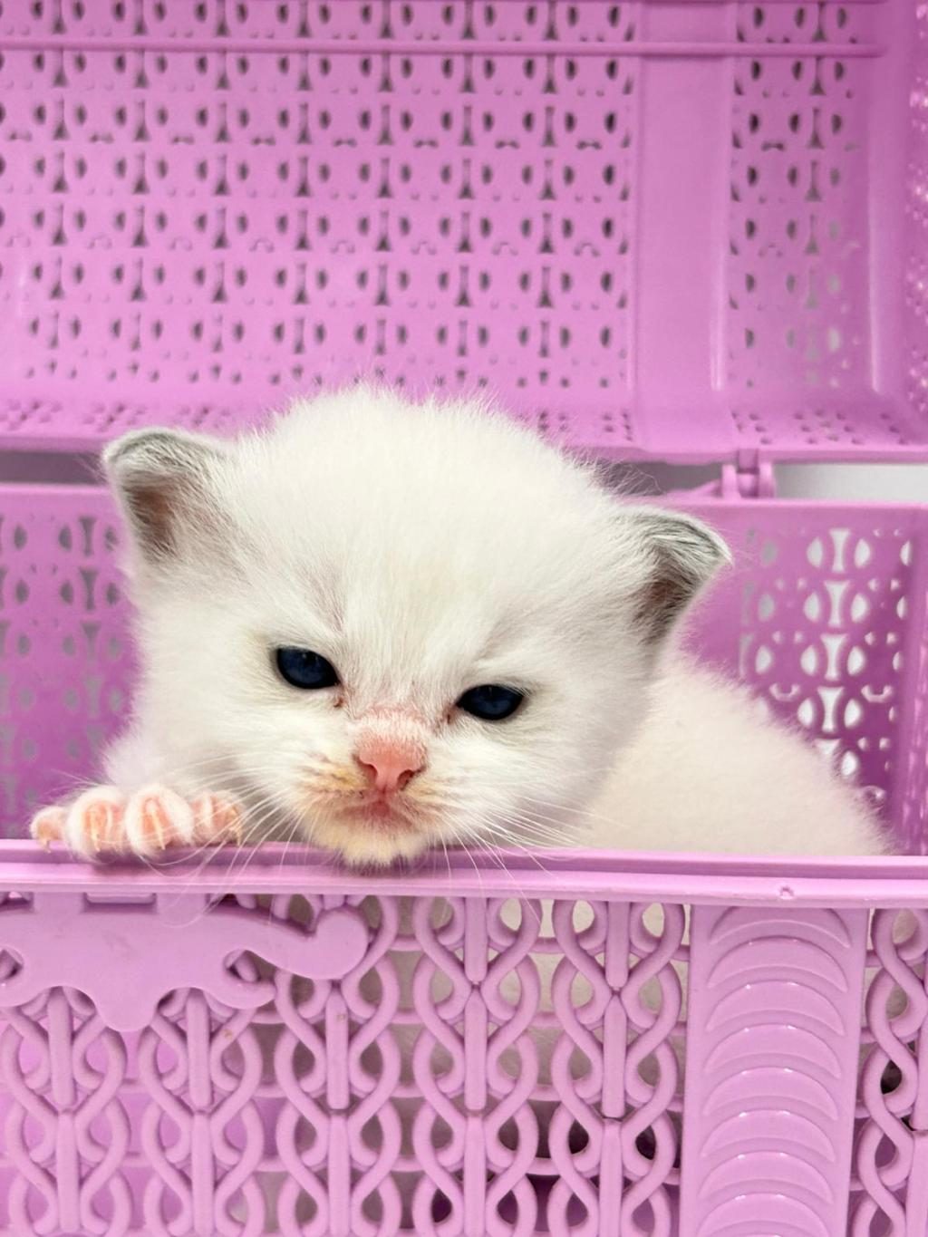 ŞAMPİYON ANNE VE BABANIN SAFKAN RAGDOLL BEBEKLERİ