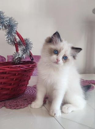 ORİJİNAL RAGDOLL BEBEKLERİ