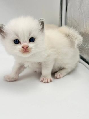 Şampiyon Anne Ve Babanın Safkan Ragdoll Bebekleri