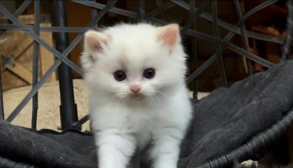ŞAMPİYON ANNE VE BABANIN SAFKAN RAGDOLL BEBEKLERİ