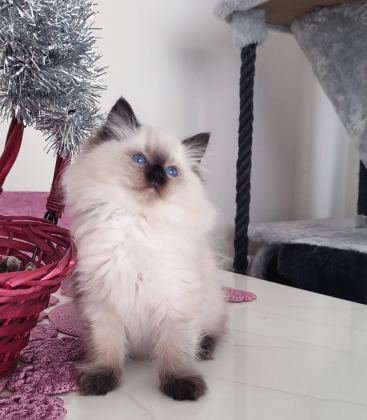 ORİJİNAL RAGDOLL BEBEKLERİ