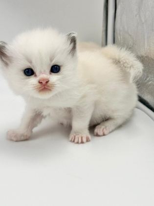 ŞAMPİYON ANNE VE BABANIN SAFKAN RAGDOLL BEBEKLERİ