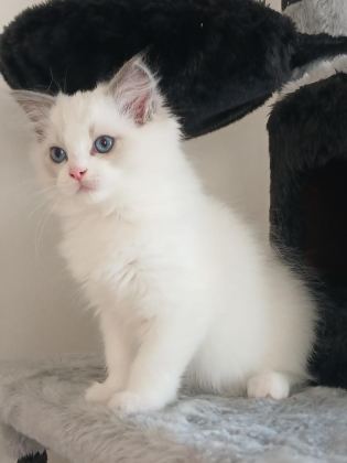 ORİJİNAL RAGDOLL BEBEKLERİ