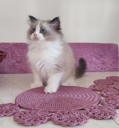 ORİJİNAL RAGDOLL BEBEKLERİ