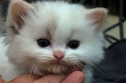 ŞAMPİYON ANNE VE BABANIN SAFKAN RAGDOLL BEBEKLERİ