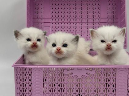 ŞAMPİYON KAN HATLARINDAN SAFKAN RAGDOLL BEBEKLERİ!