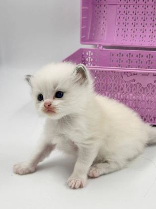 Şampiyon Kan Hatlarından Safkan Ragdoll Bebekleri!