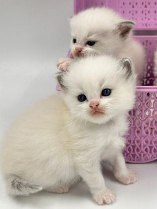 ŞAMPİYON KAN HATLARINDAN SAFKAN RAGDOLL BEBEKLERİ!